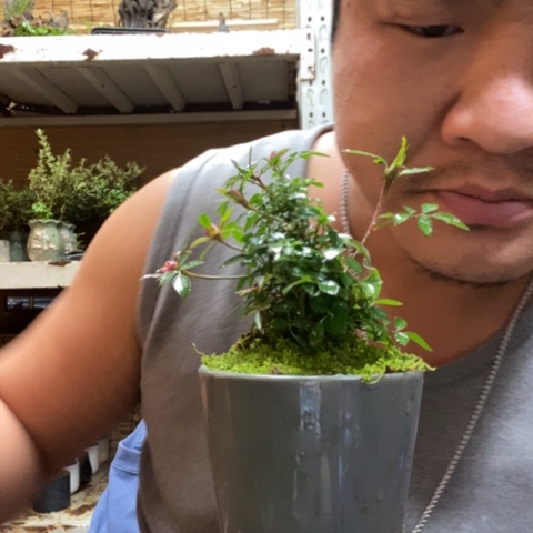 红陶一物一拍所见即所得86