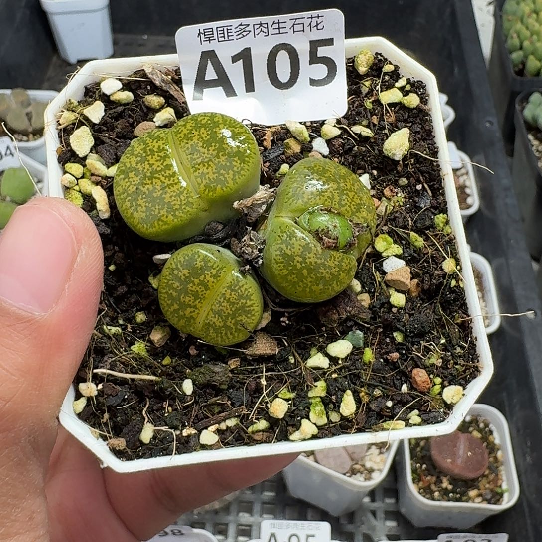 105多肉植物多肉植物