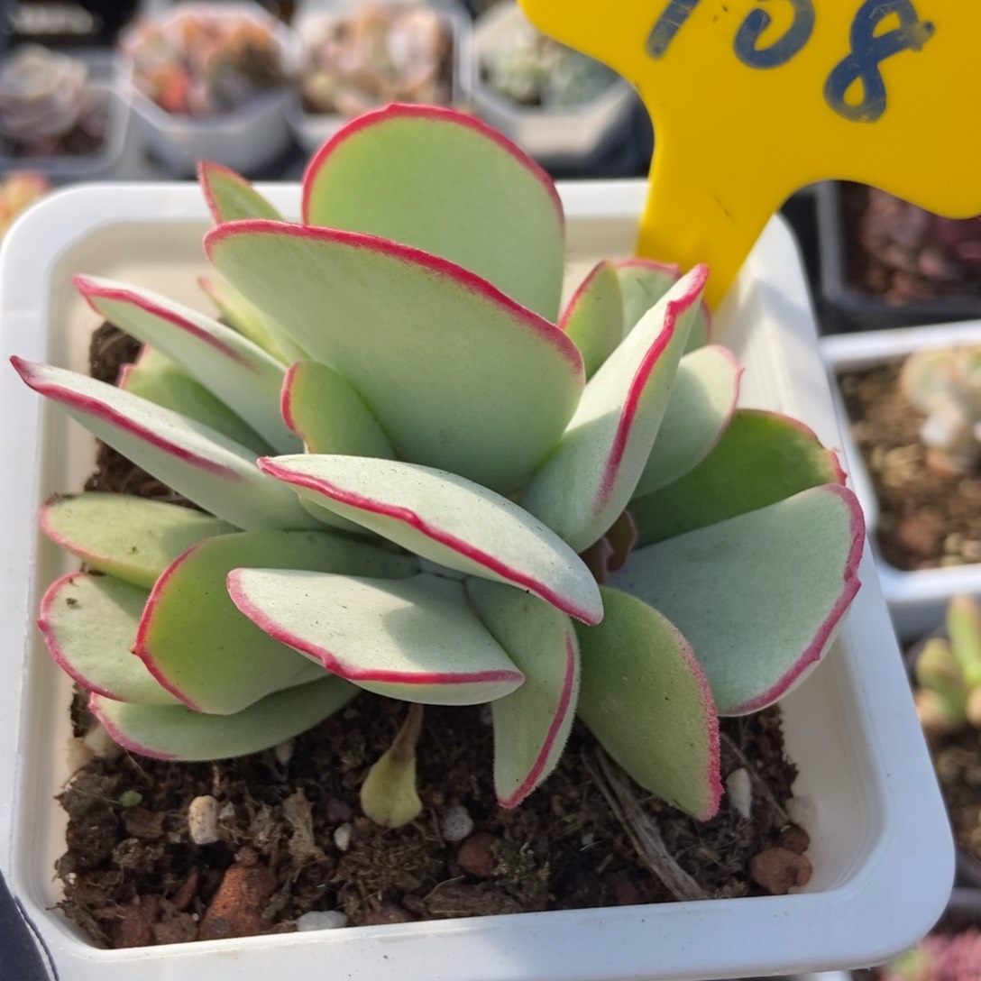 708白眉多肉植物