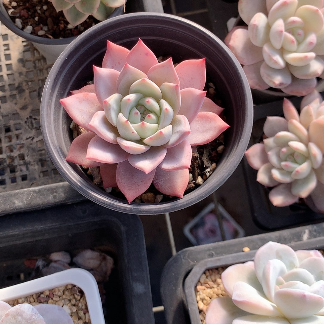 多肉植物的，粉蓝鸟