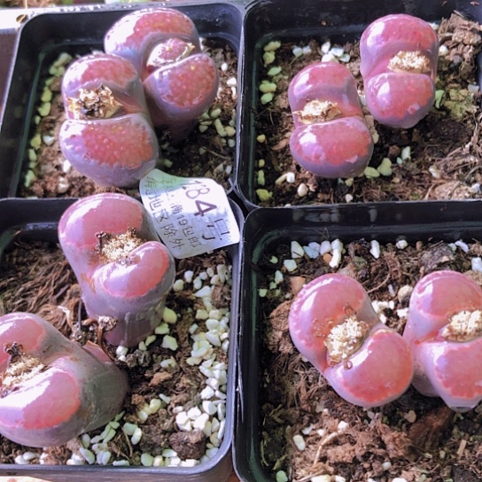 无花朵1284，4颗大双头微徒