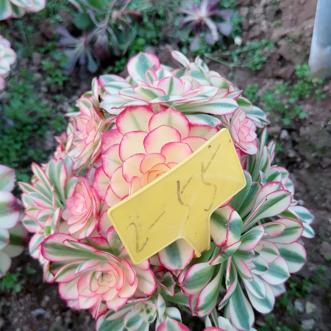 2-55---多头多肉倾城之恋