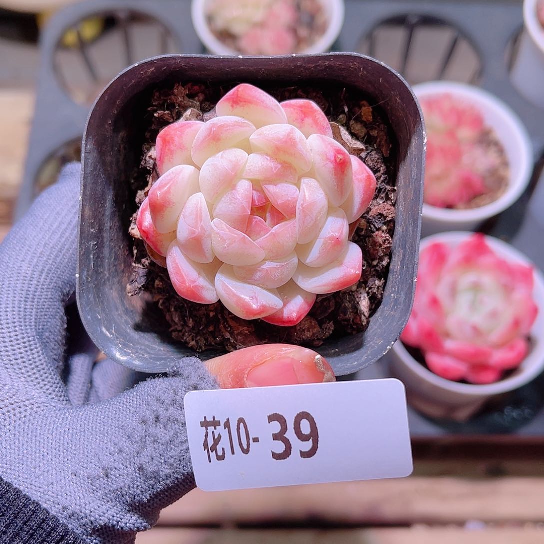 花10-39白桃汽水