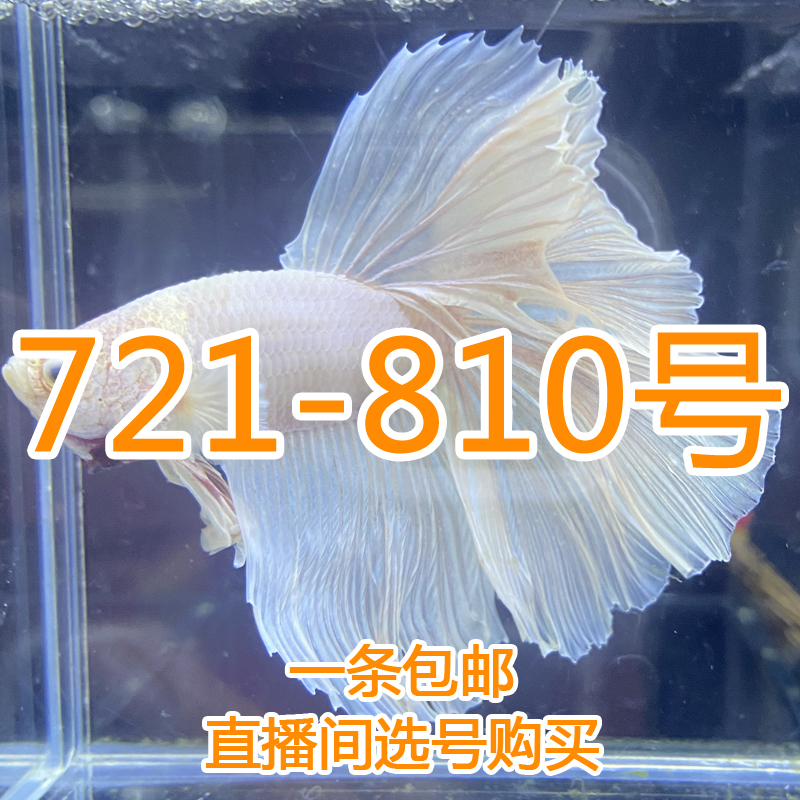 泰国精品斗鱼 热带小型观赏鱼 直播间选号购买721-810号 活体发货