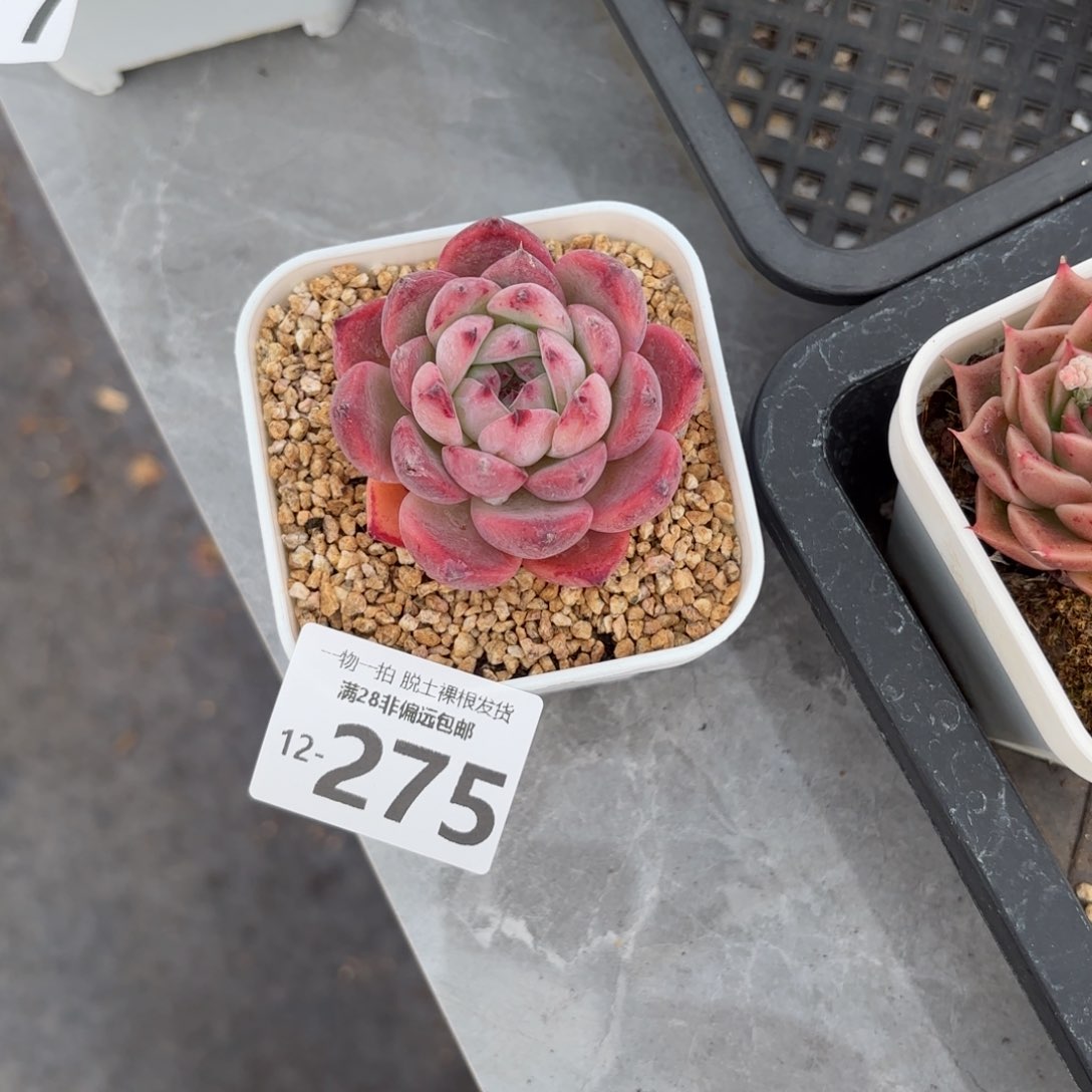 砖石卡罗拉多肉多肉