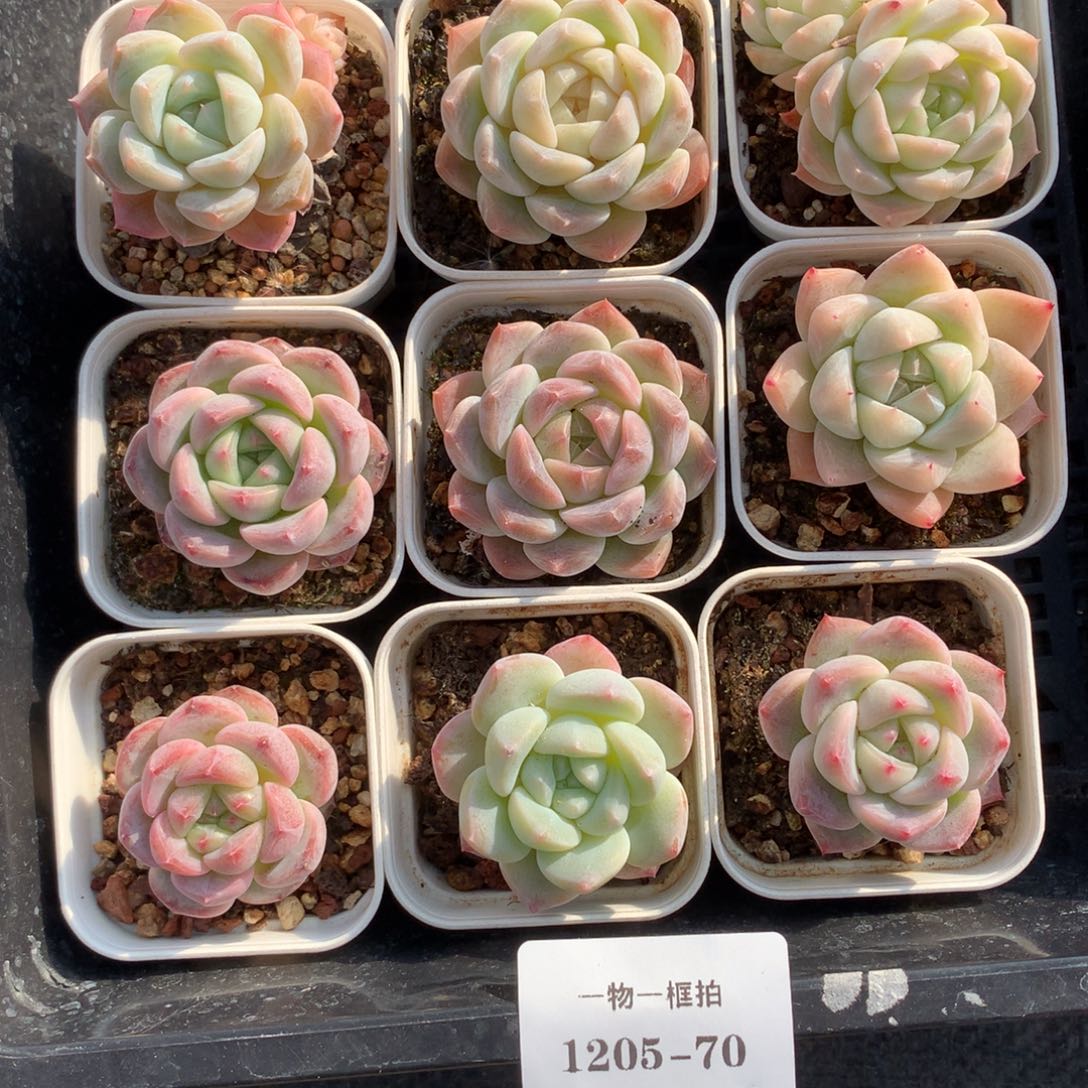 1205-70 套餐一组