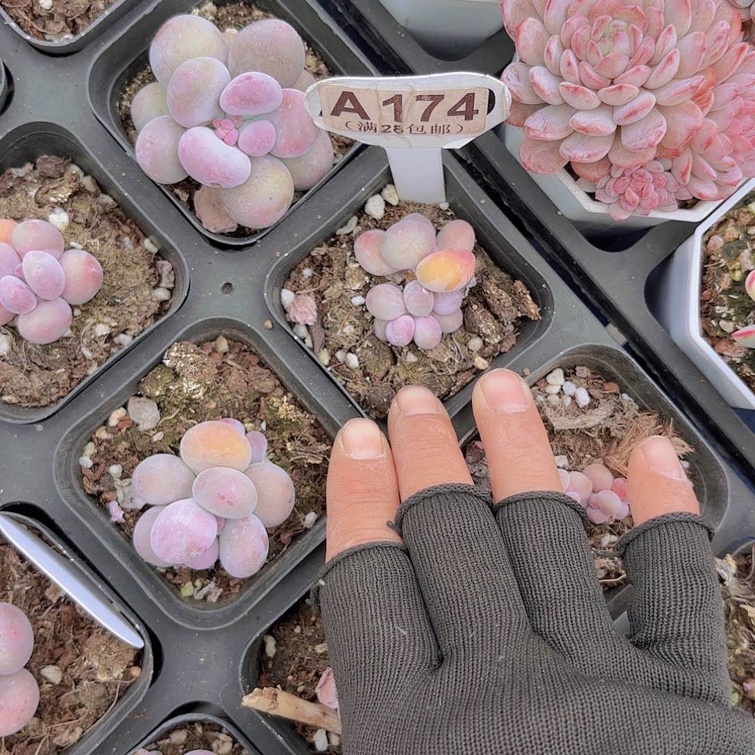 A174彩虹奶一物一拍