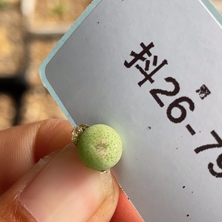 26-79大g苗多肉植物肉锥