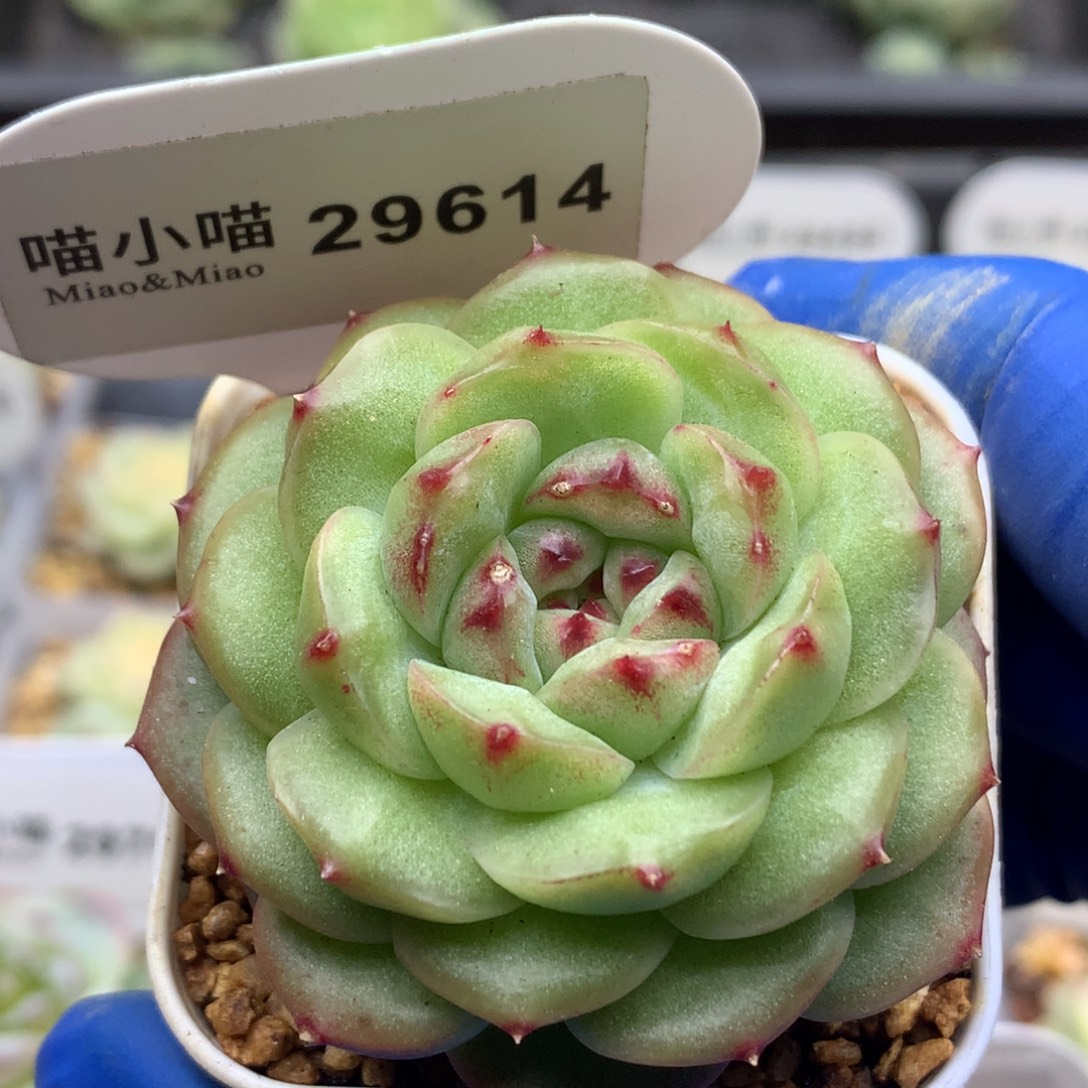 多肉植物杂交珍妮