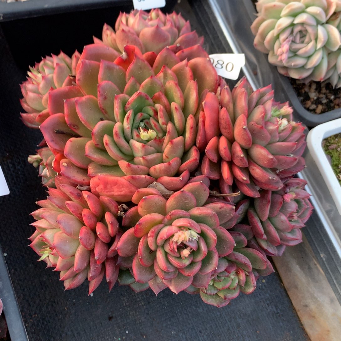 5080新年快乐发发发