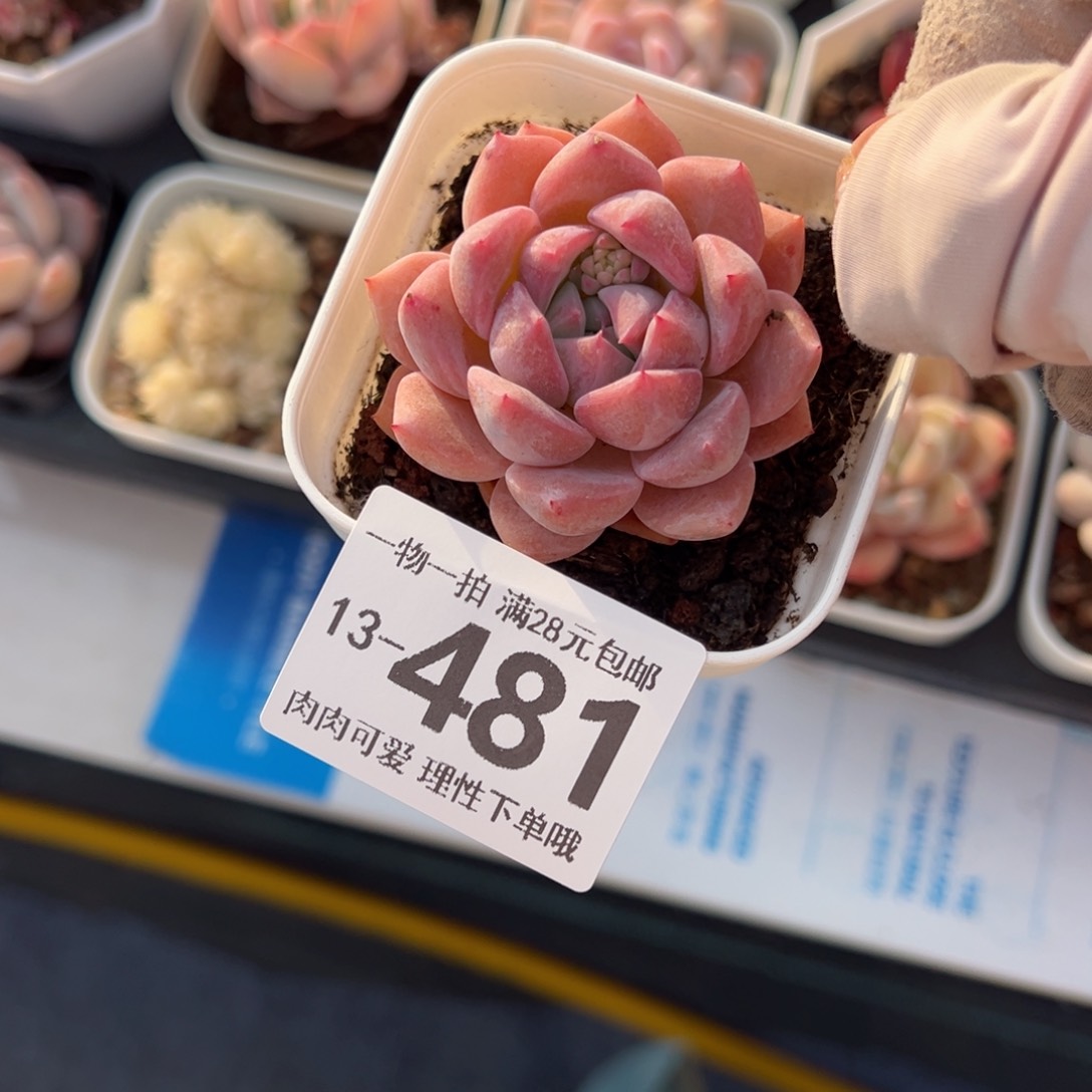 霜花多肉多肉多肉多肉