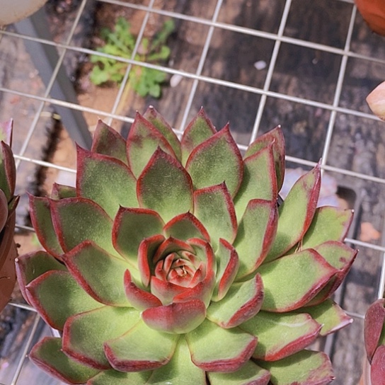 野马冬云大单头莲花座