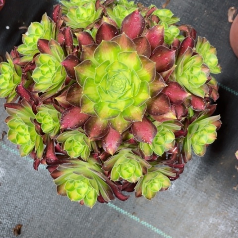 多肉植物韶华锦。