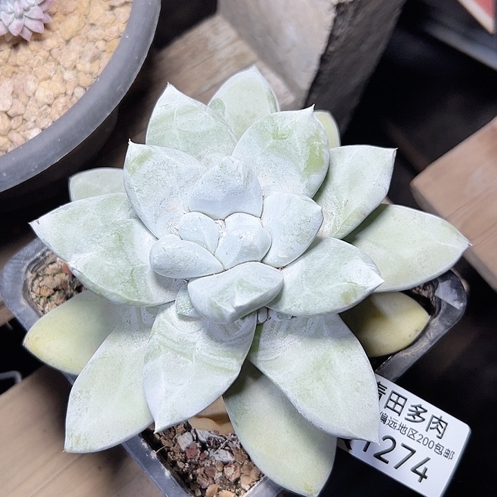 小鹿多肉福利多多1274