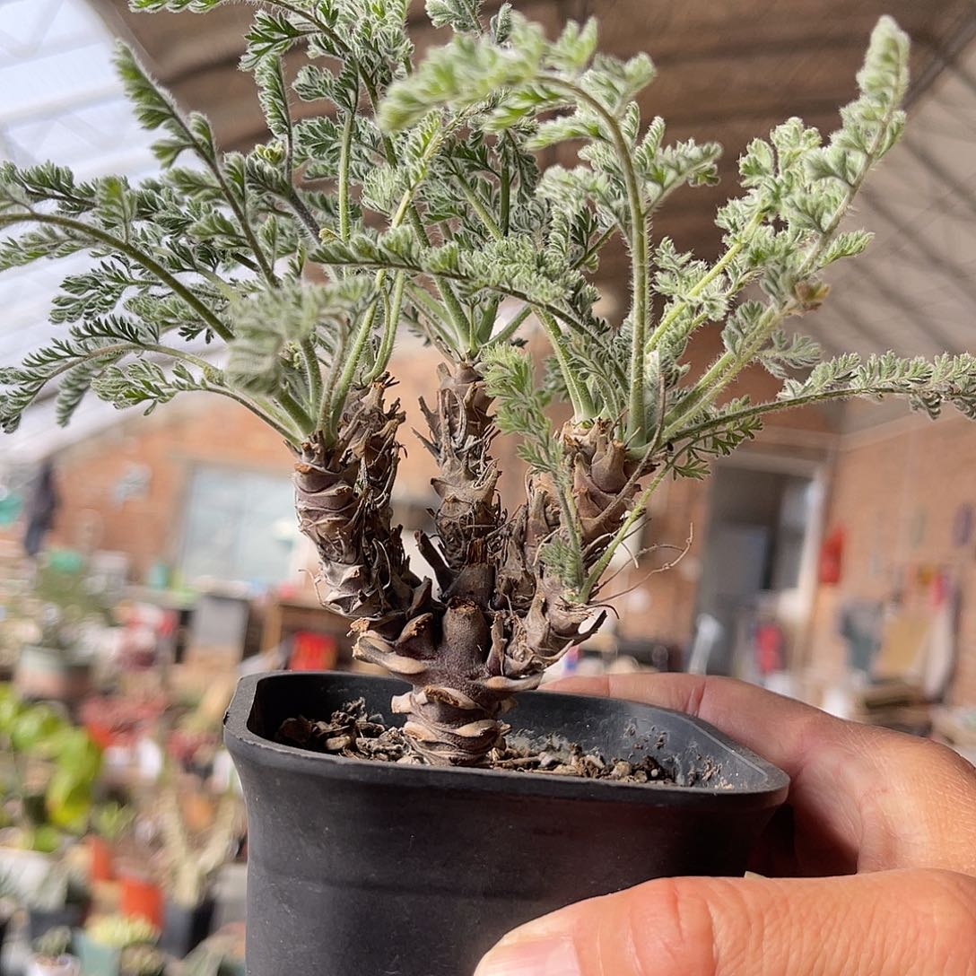 实生豪猪洋葵一物一拍