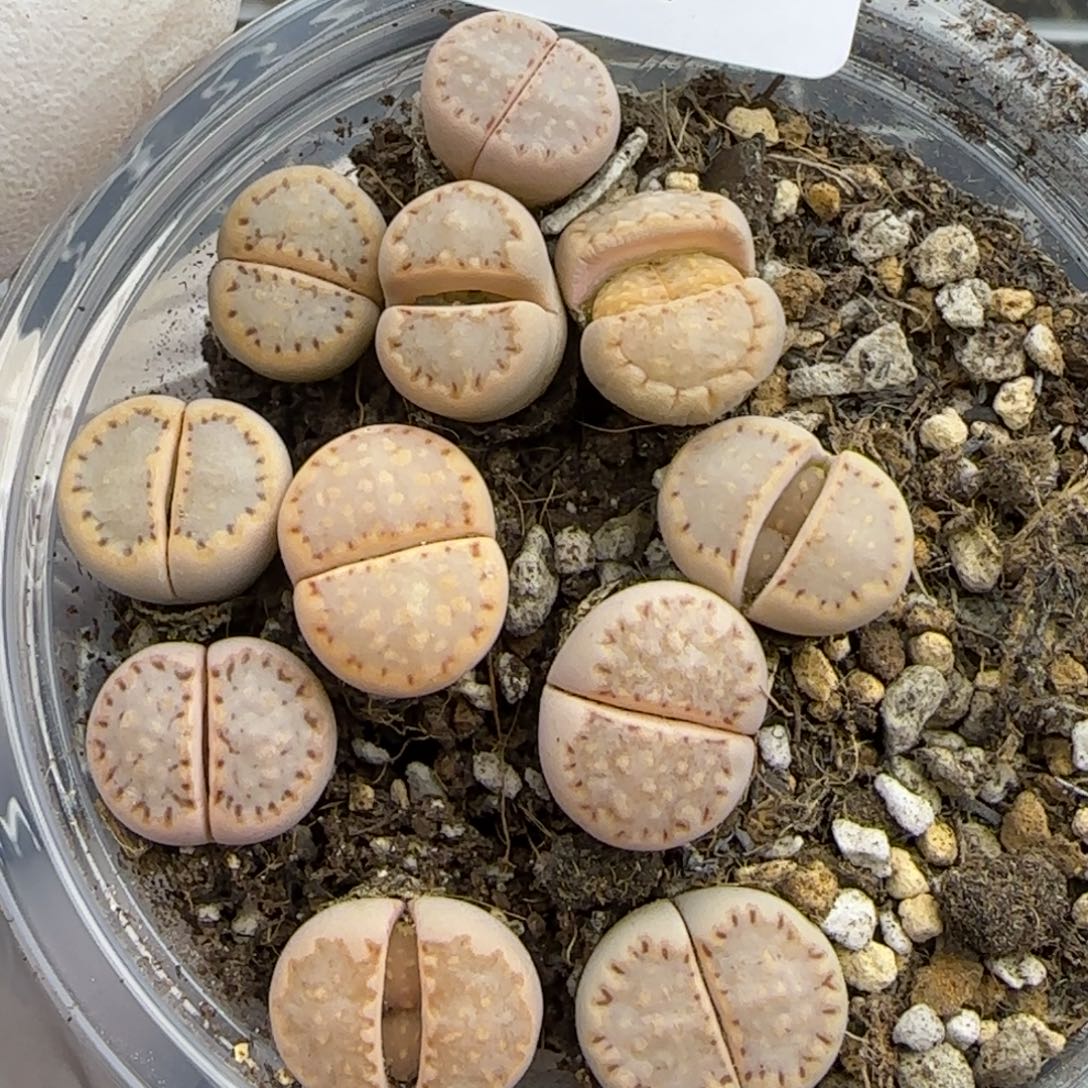 1252。c24饼干。。。。。。。