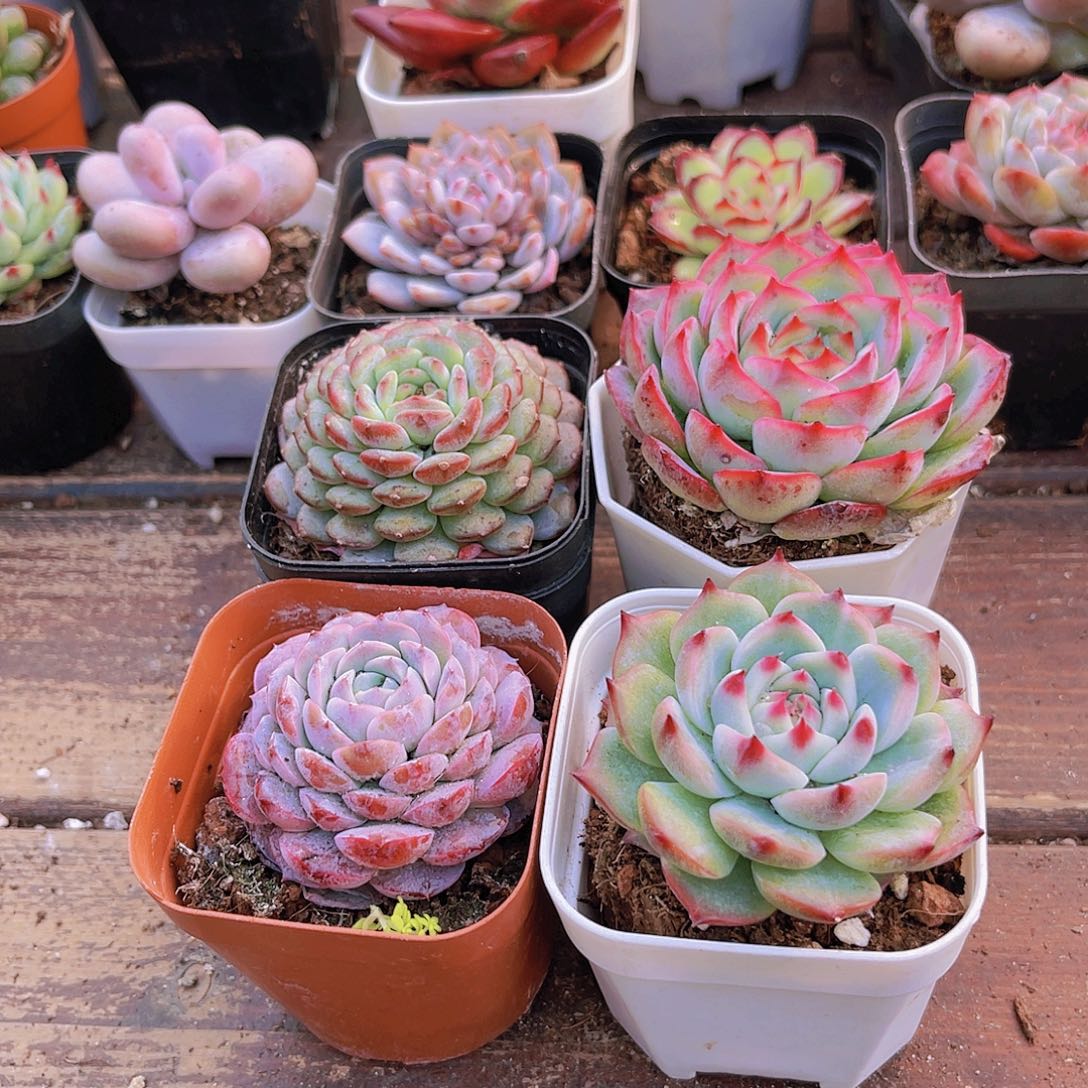 白胖子➕吉娃娃➕恩宠➕