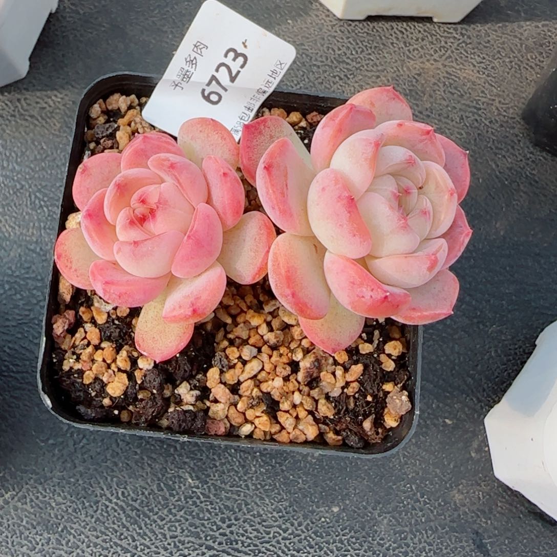 飘枝冰魄，6723多肉植物