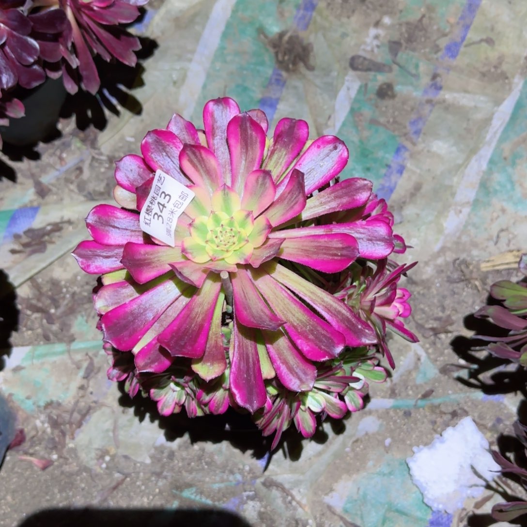 维纳斯法师多肉343