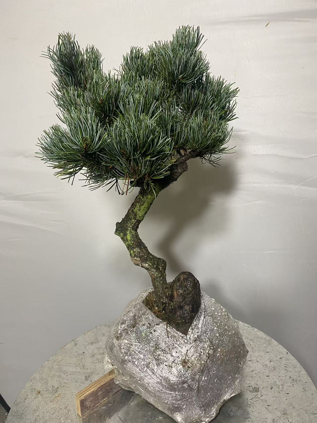 松柏花卉造型盆景规格品种齐全适合客厅