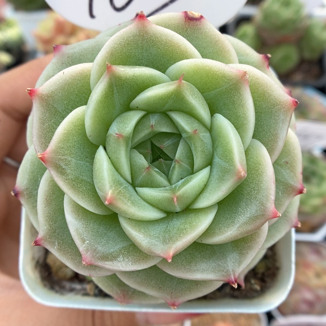 白底麦秆可拍903号。 