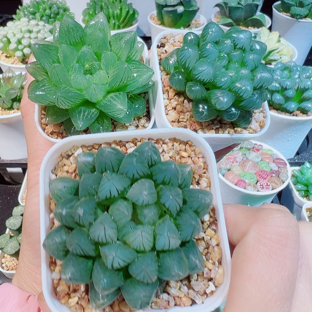 拼盘多肉多肉多肉