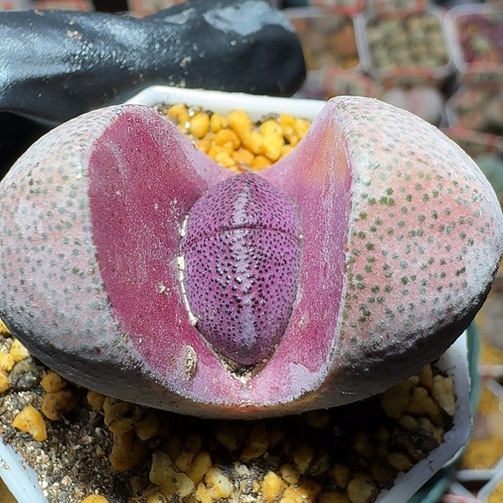 生石花1111112。  223