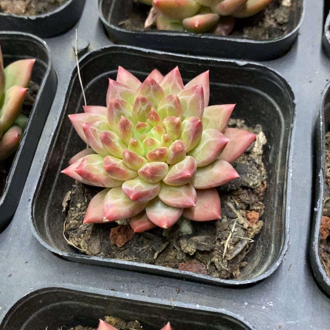 70。甲骨文。单头。