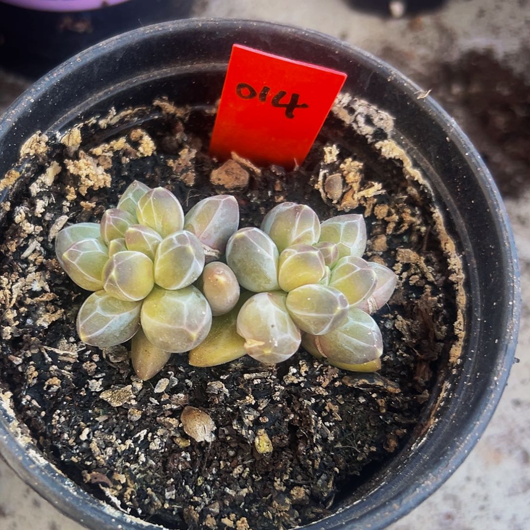 桔云多肉美人精品系列