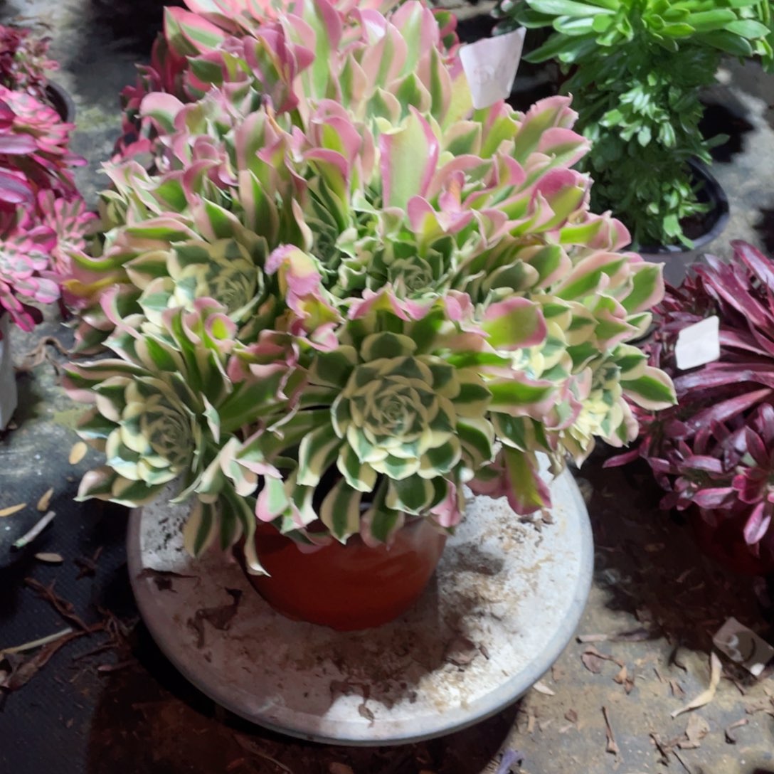 多肉植物白凤564