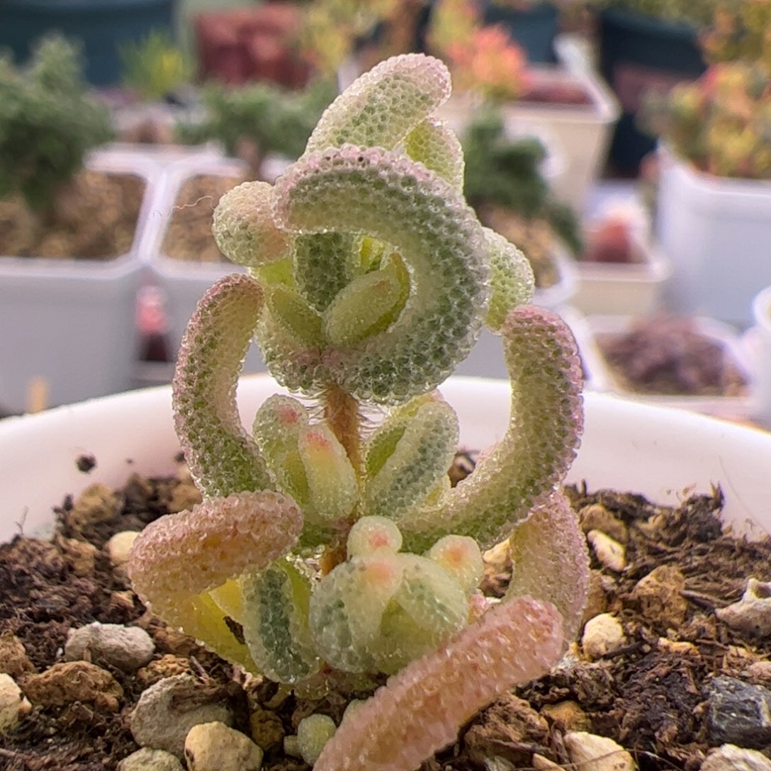 多肉植物枝干超白
