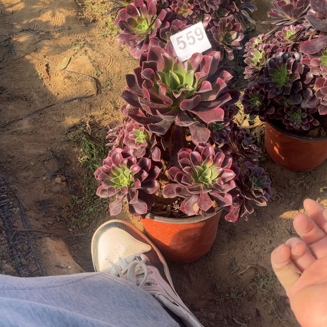 桂***香金丝雀559不包断枝