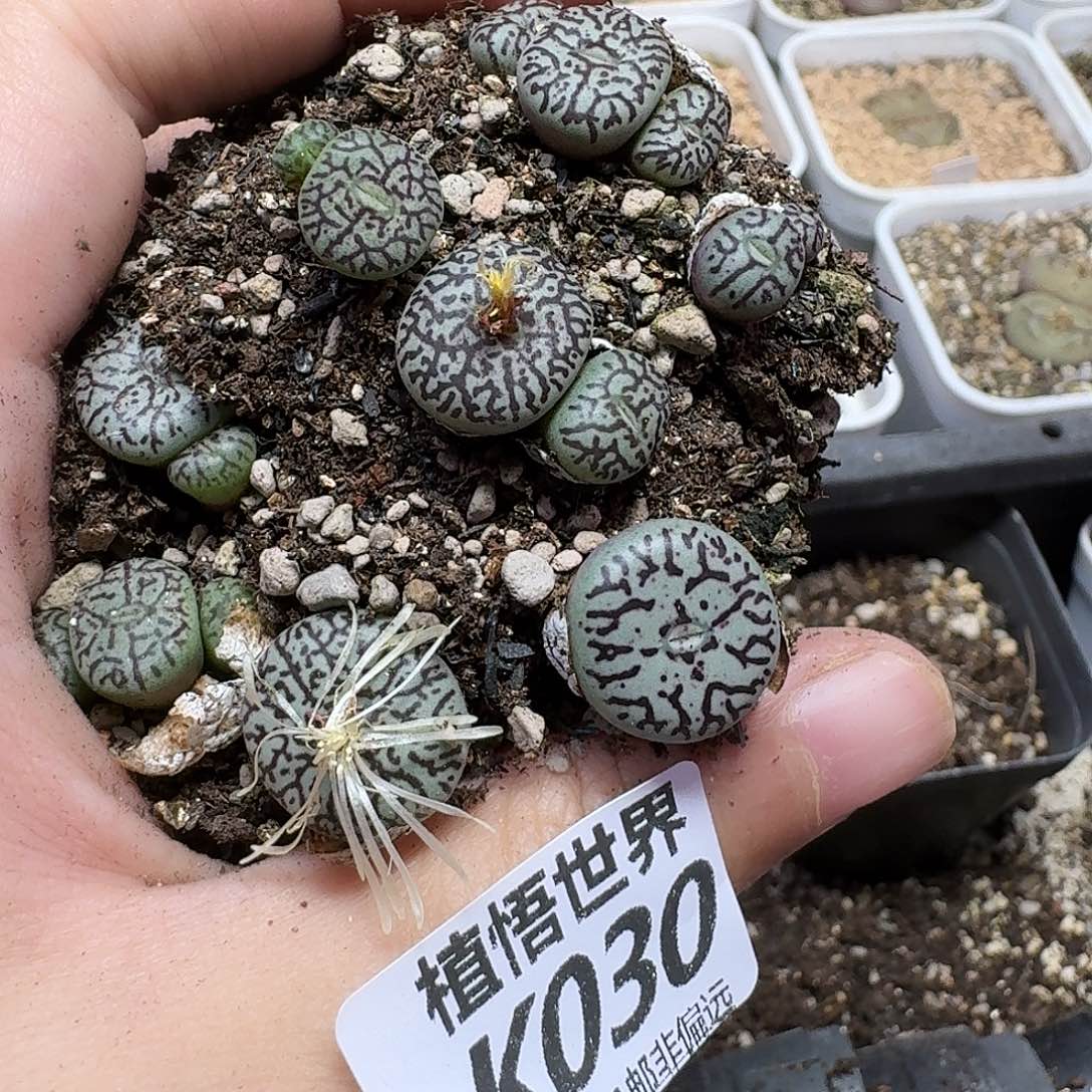 多肉植物的润泽ghb