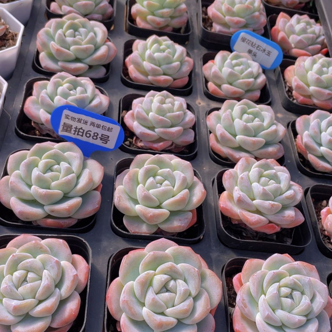 量拍68号 樱花钻石冰玉单头一个