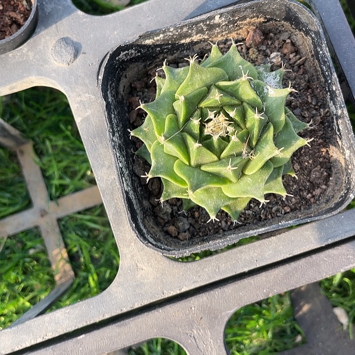 单头帝冠满25包邮