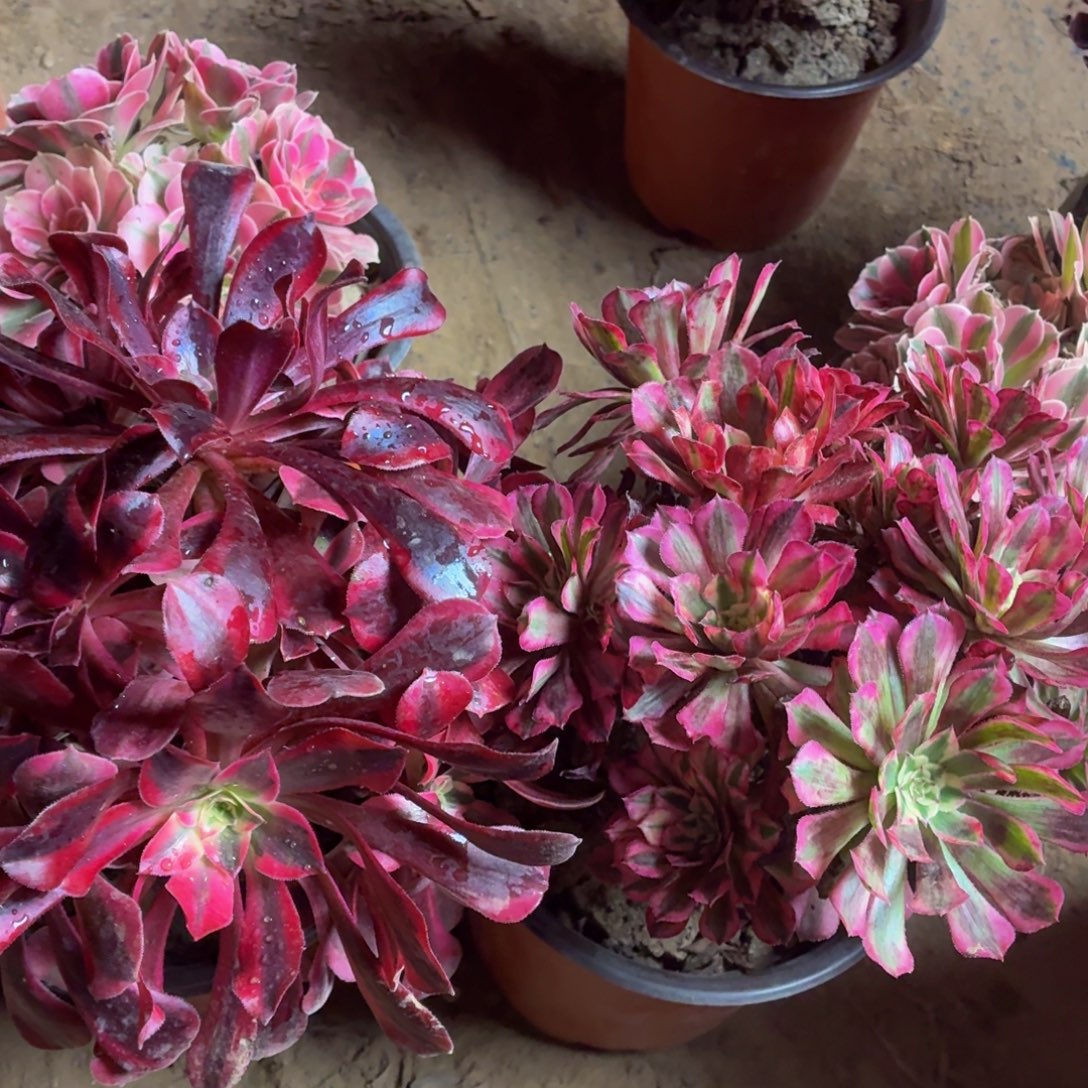 长叶美杜莎+红铜白