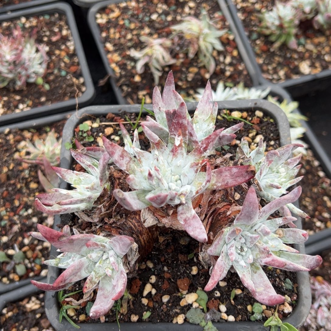 2045白雪姑姑姑姑姑姑姑姑