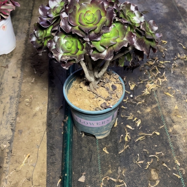 37巫毒多肉多肉植物