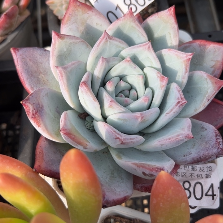 幸运儿是一位非常