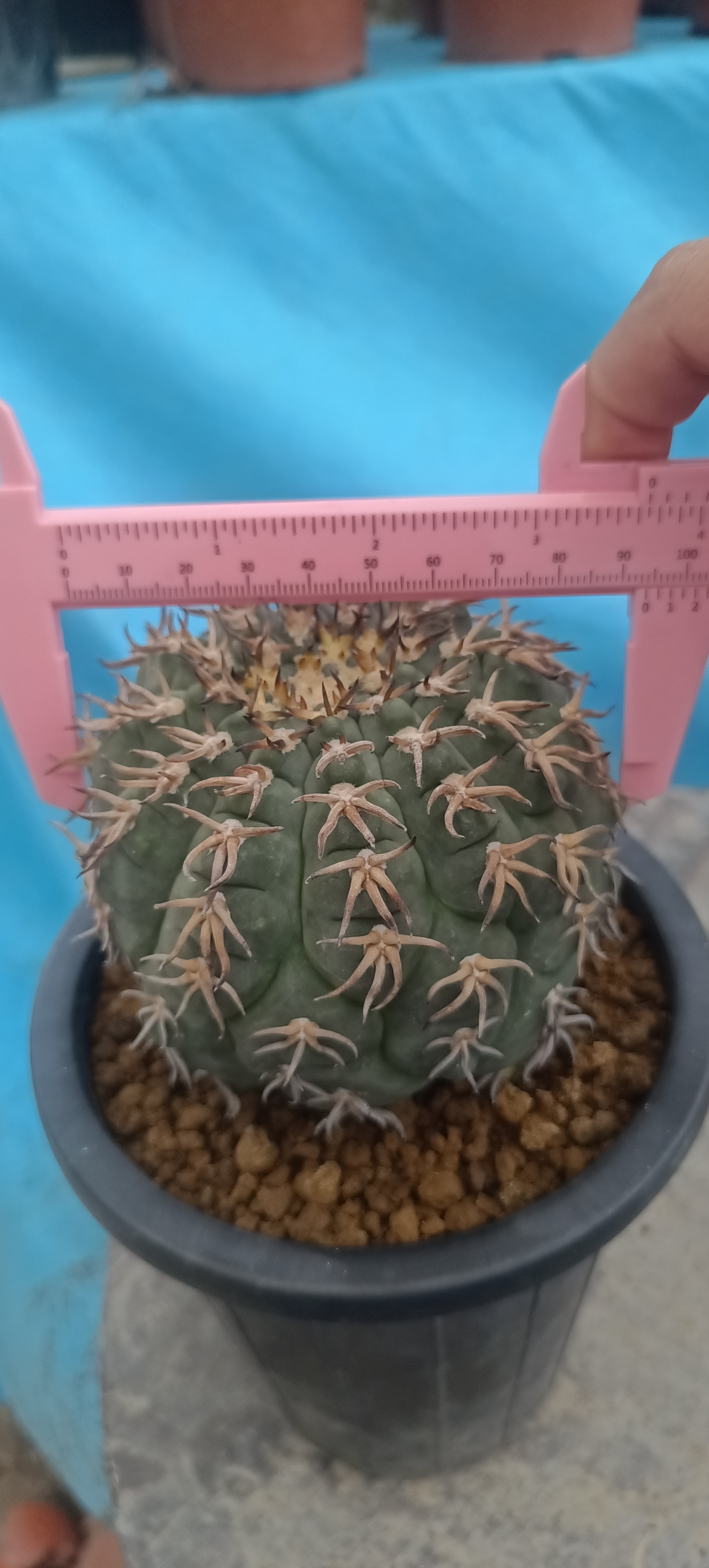 自根猫爪仙人球可开花