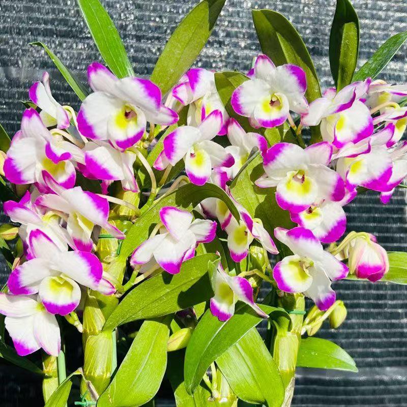 玉翡翠春石斛兰香水兰花花香桌面客厅好养