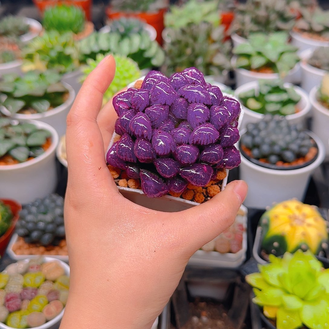 紫宝石冰灯玉露，原盆