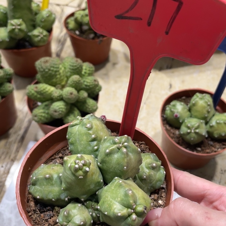 橙桃新品多头一物一拍217