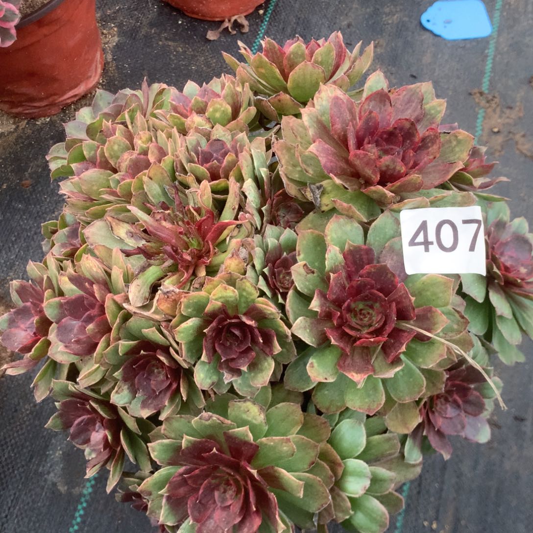 407红丝绒多多肉植物