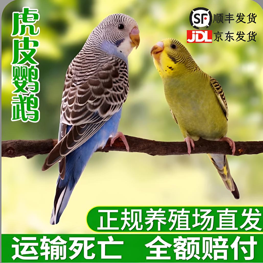 虎皮鹦鹉活鸟活物鹦鹉小鸟活宠物小型手养鸟手玩的鸟类活直播间