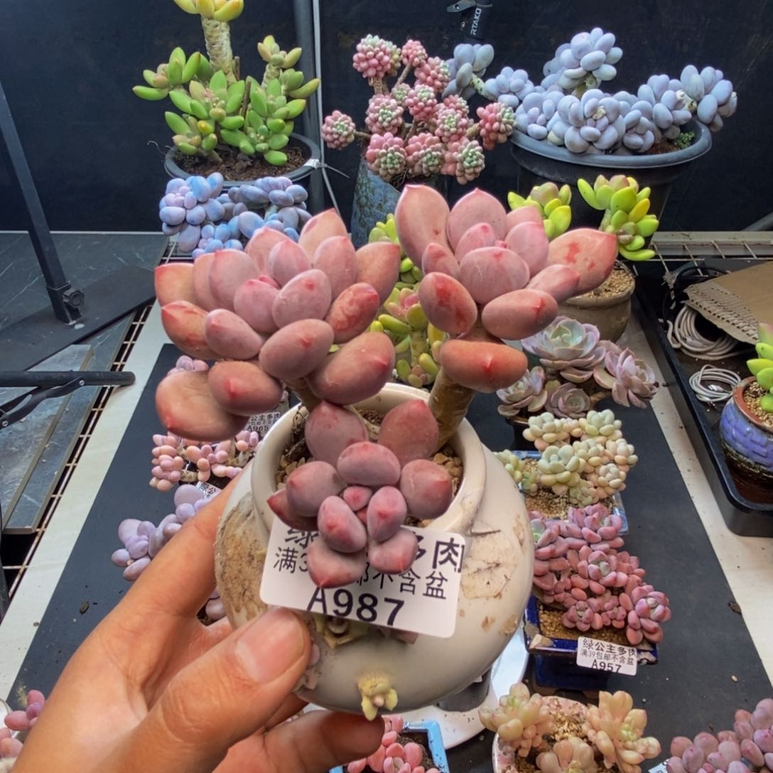 987仙子奶多肉7c m