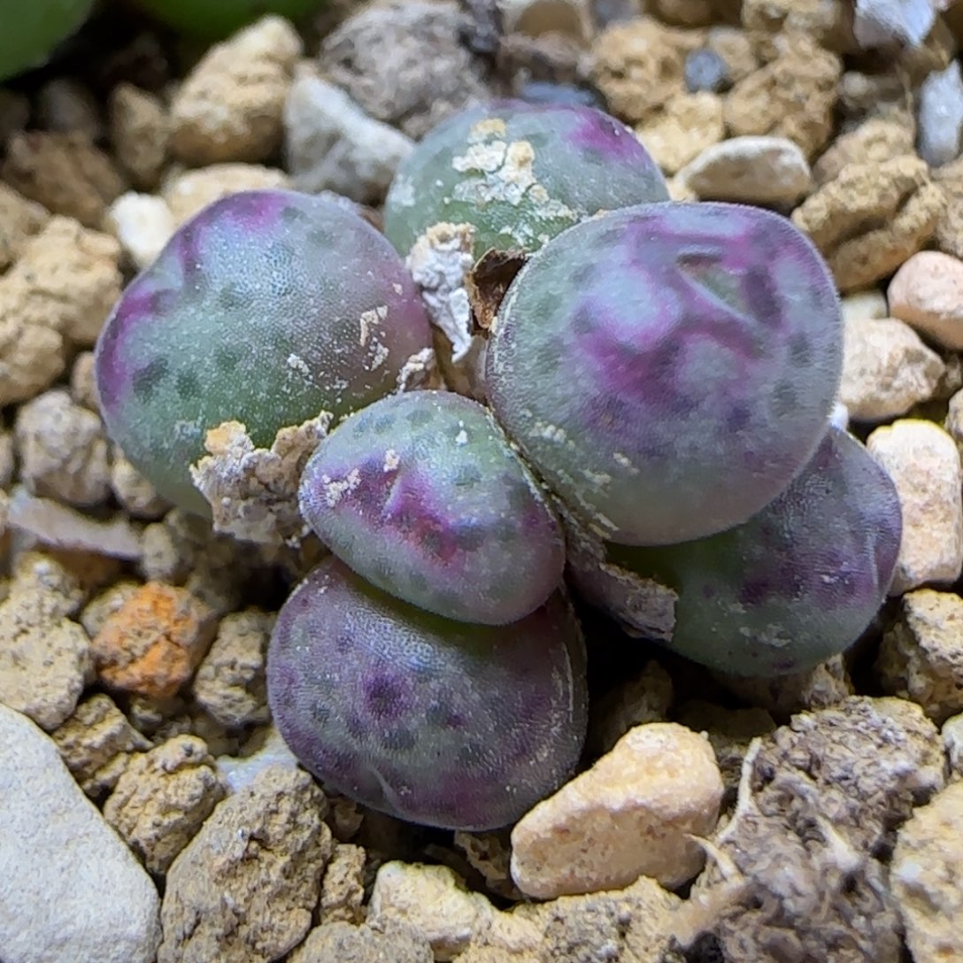 12.3 .红边斑马.9028群生冠幅1.3cm