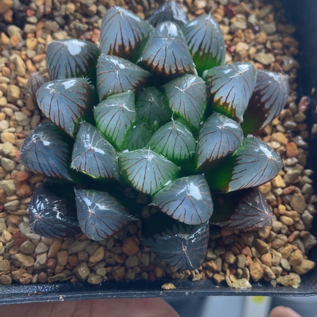 9.十二卷多肉实生玉露。    