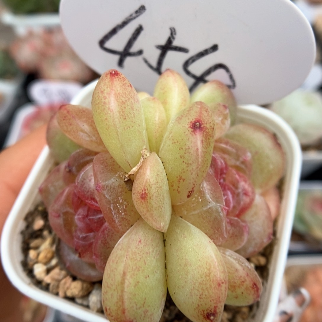 玉桃双头可拍454号。