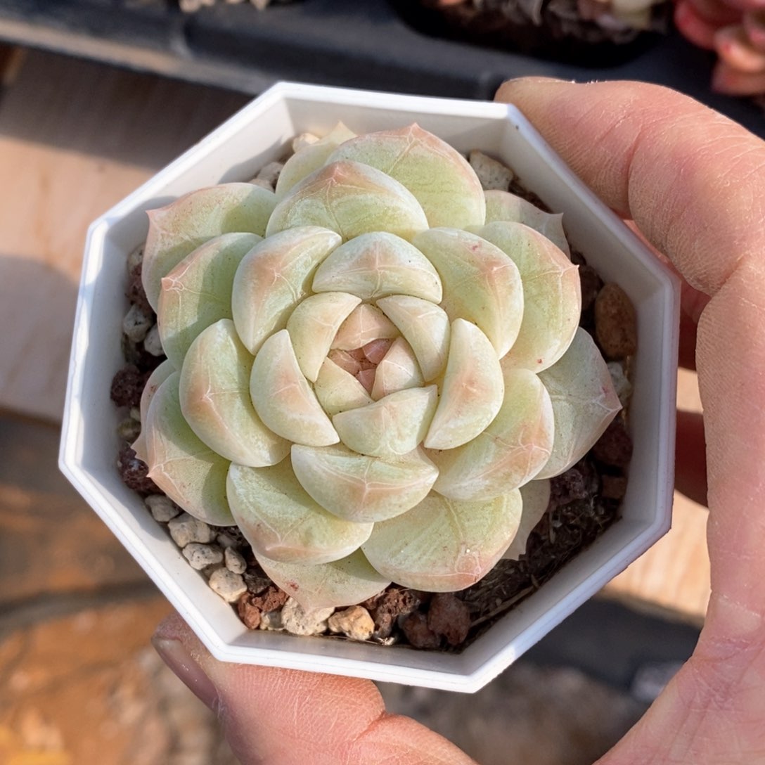 精品多肉一物一拍不包整62